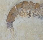 Franconipenaeus meyeri OPPEL 1862 - Bild © FossNet FossilienStore